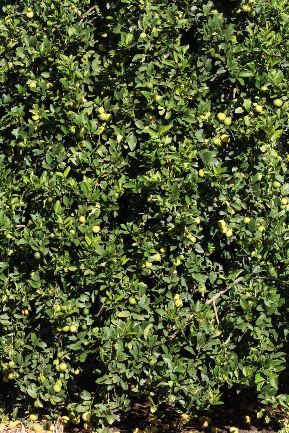            Habit (Riverside, CA)   